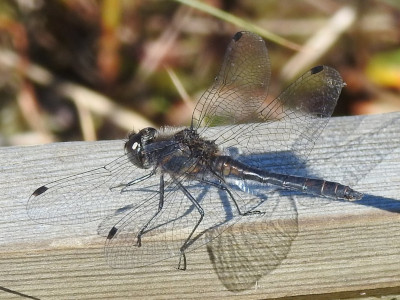 Sympetrum danae